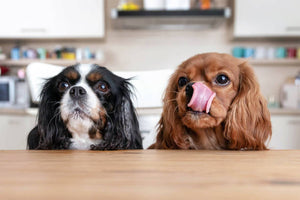 Unleashing the Secrets Behind Your Dog's Quirky Traits