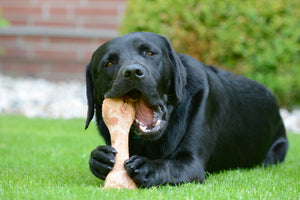 A Guide to Feeding Your Dog Bones