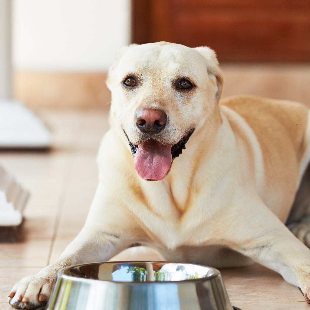 Sensitive Stomach in Dogs? What to Feed & What to Look For | NZ Guide