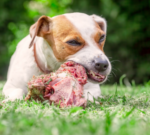Dog Eating a Raw Bone 