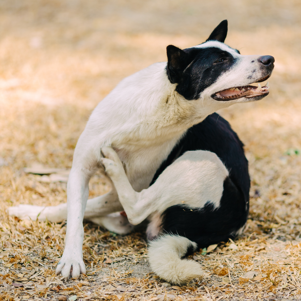 Itchy Dog NZ? Could Their Food Be Part of the Problem?
