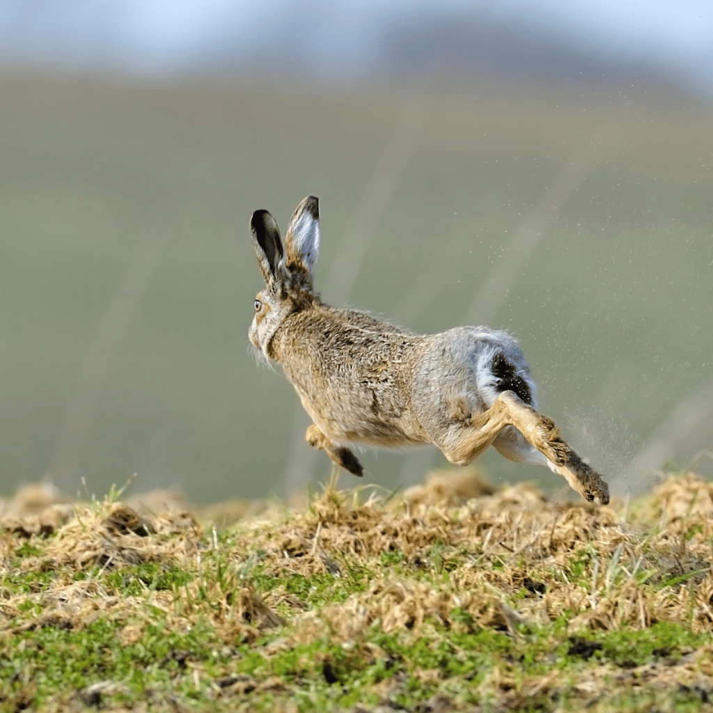 Hare for Dogs NZ: Raw Feeding, Novel Protein & Hare vs Rabbit