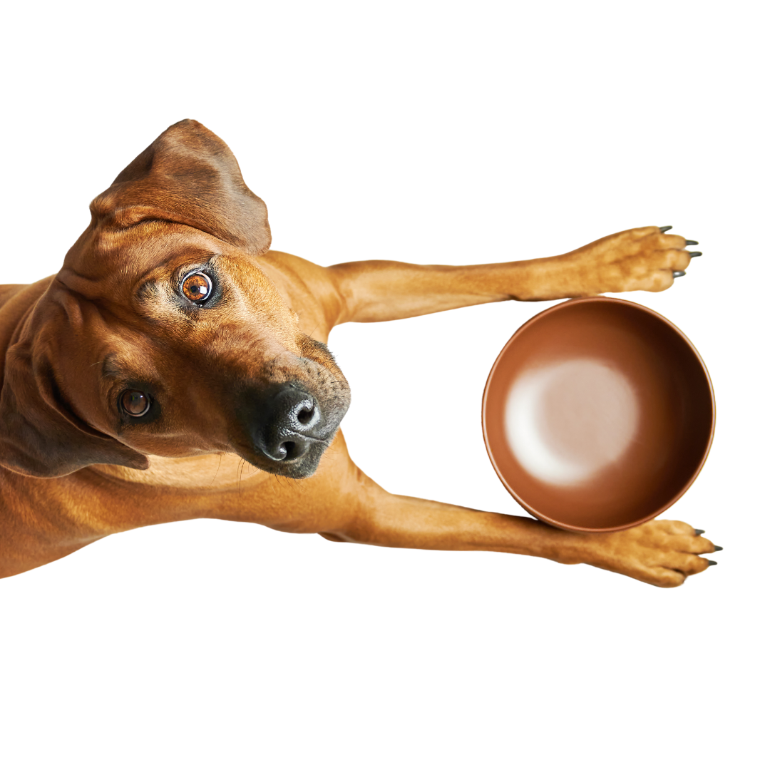 Whats in a Bowl The Raw Dog Food Co