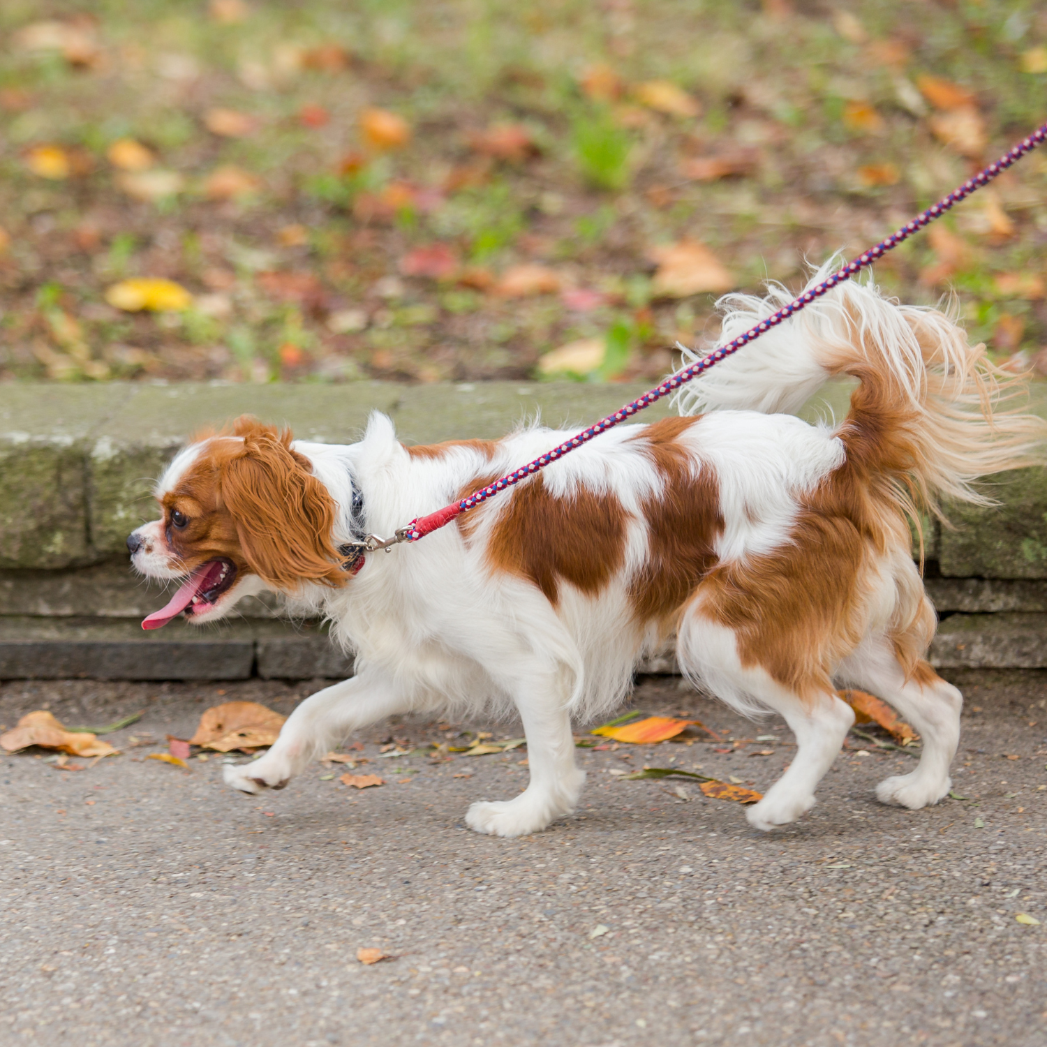 Raw Dog Diet NZ: The Complete Guide to Raw Feeding Dogs