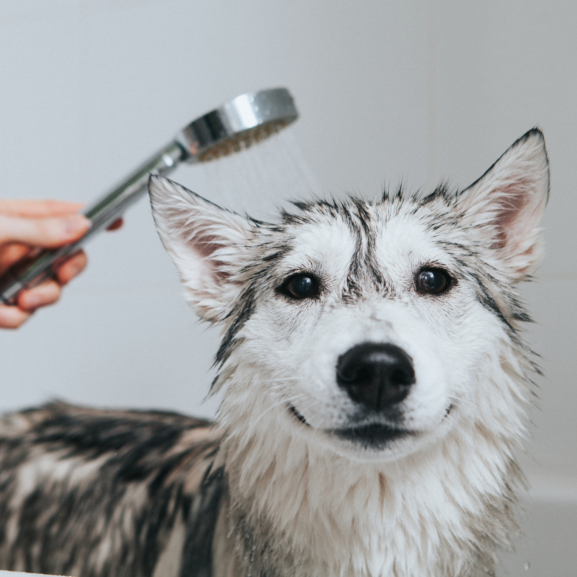 Dog Bath