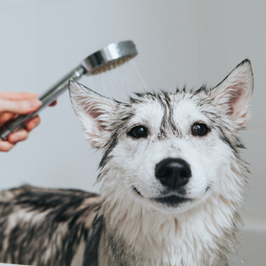 Dog Bath