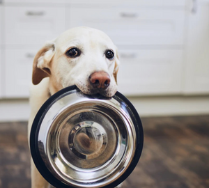 Dog holding Dinner Bowl in Kitchen