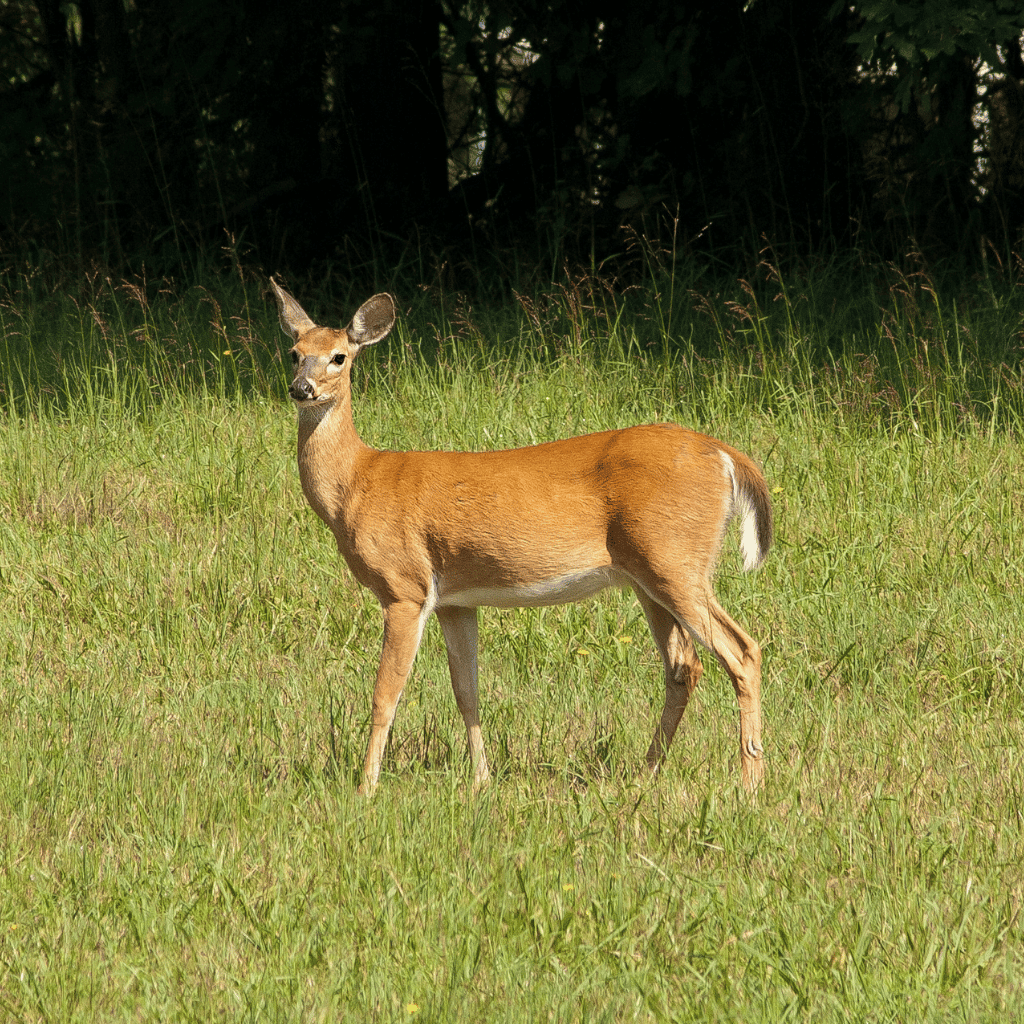 Venison for Dogs NZ: Wild Raw Feeding & Novel Protein