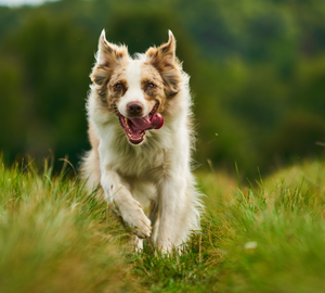 Dog Running In New Zealand 