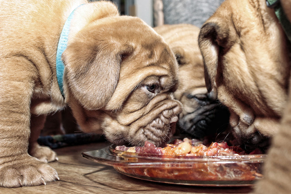 The Raw Food Diet