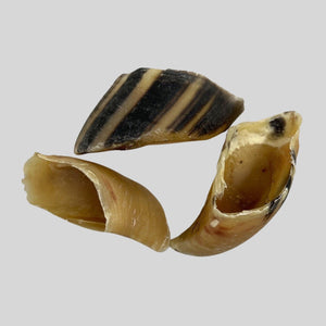 Cow hooves in nz 