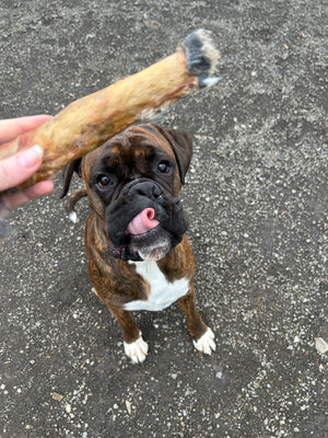 Dog about to eat a rabbit skin