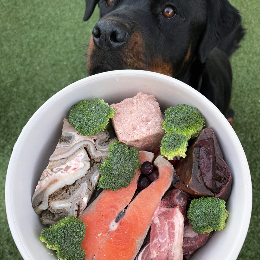 A dog and his food bowl that includes a cube of chicken and salmon mince. 