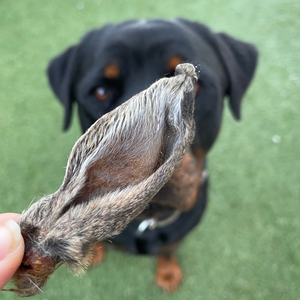 A picture of a dog about to eat a rabbit ear.