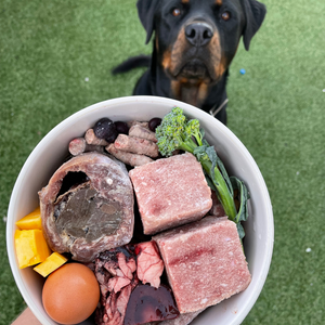 An image of a dogs food bowl, that includes a possum chunk. 