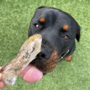A picture of a dog about to eat an air-dried rabbit foot.