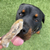 A picture of a dog about to eat an air-dried rabbit foot.