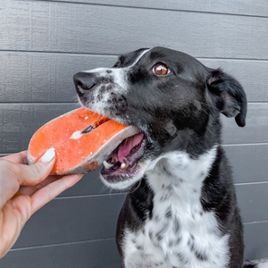 A dog eating a salmon steak in nz.